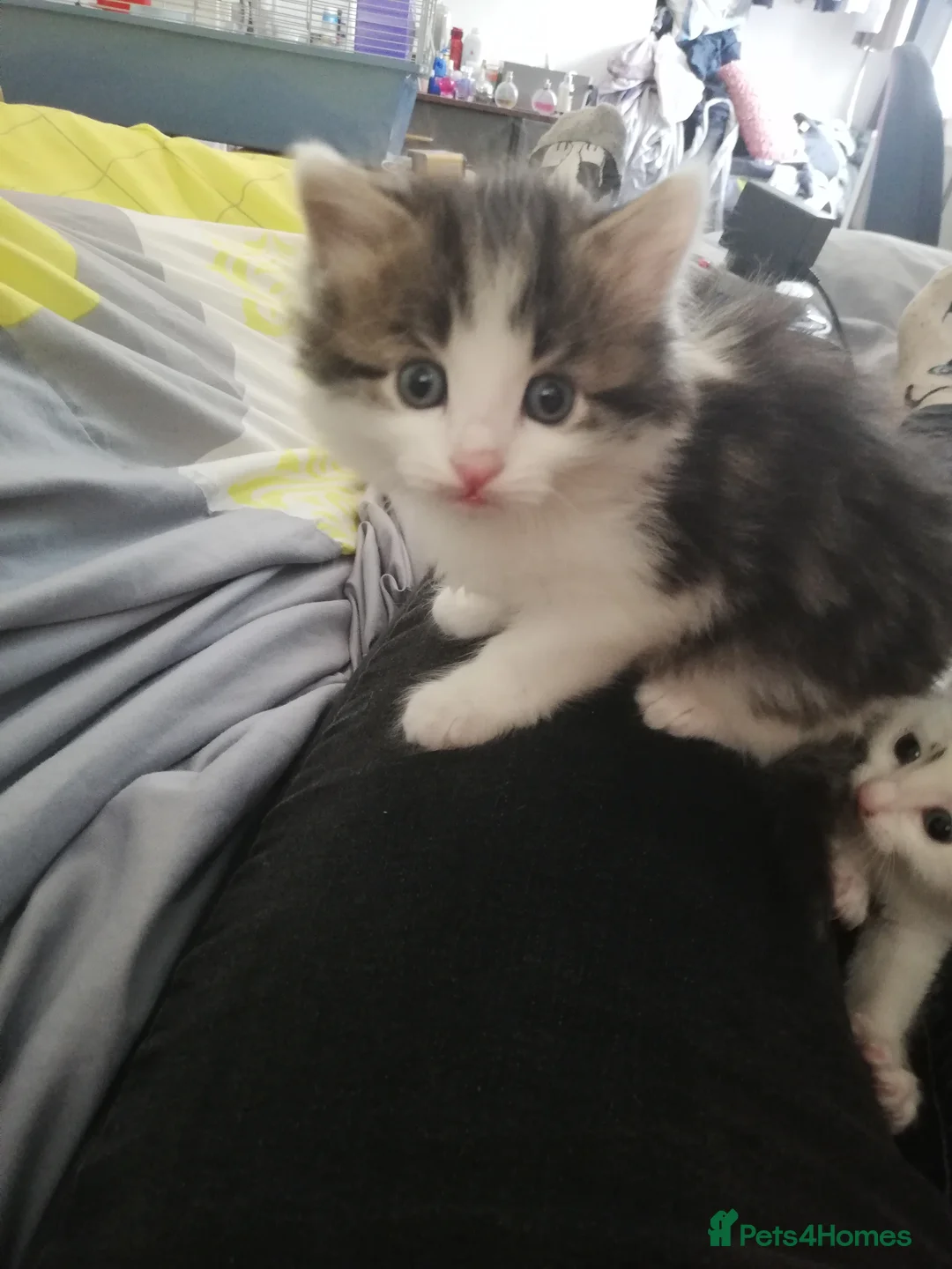 Mixed Breed cats for sale: Kittens  in Reading - Advert 4