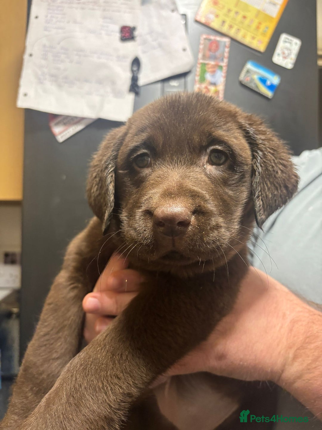 Labrador Retriever dogs for sale: Labrador Puppies Vet checked Ready to be rehomed - Advert 9