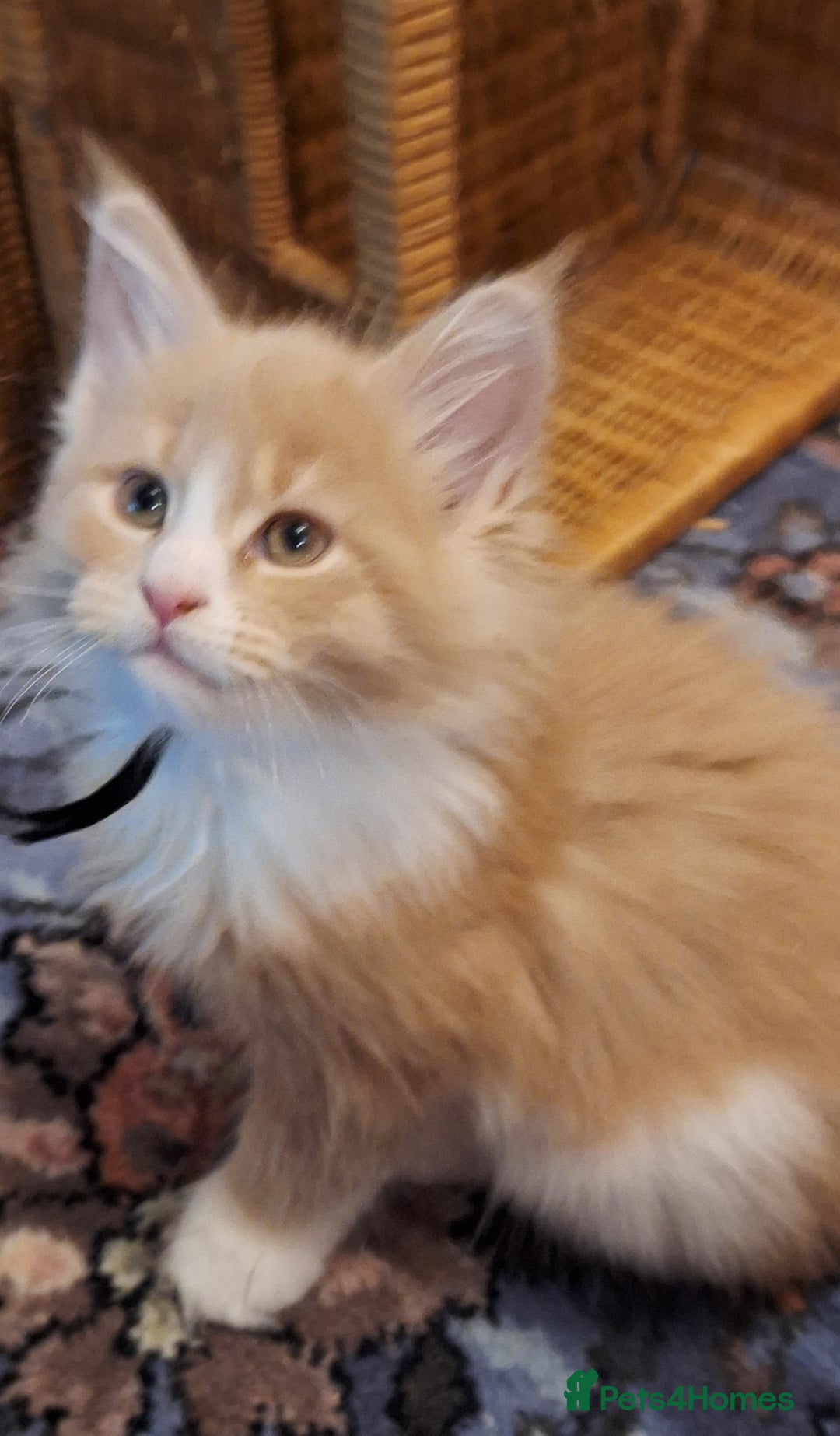 Maine Coon cats for sale: 😻 Ready Now 😻 Fluff Playful Maine Coon Kittens😻 - Advert 4