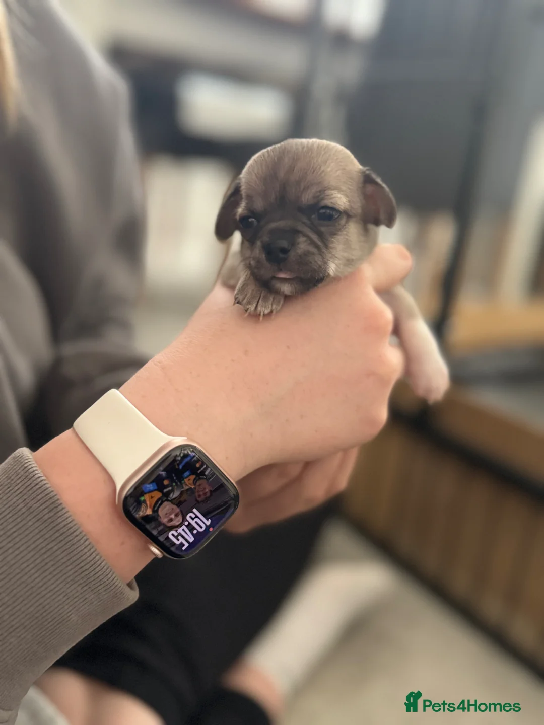 Chihuahua dogs for sale: Gorgeous Rare Chihuahua Puppies  - Advert 2