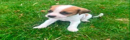 Mixed Breed dogs for sale: Beautiful Beagle Puppies in Warwick - Advert 5