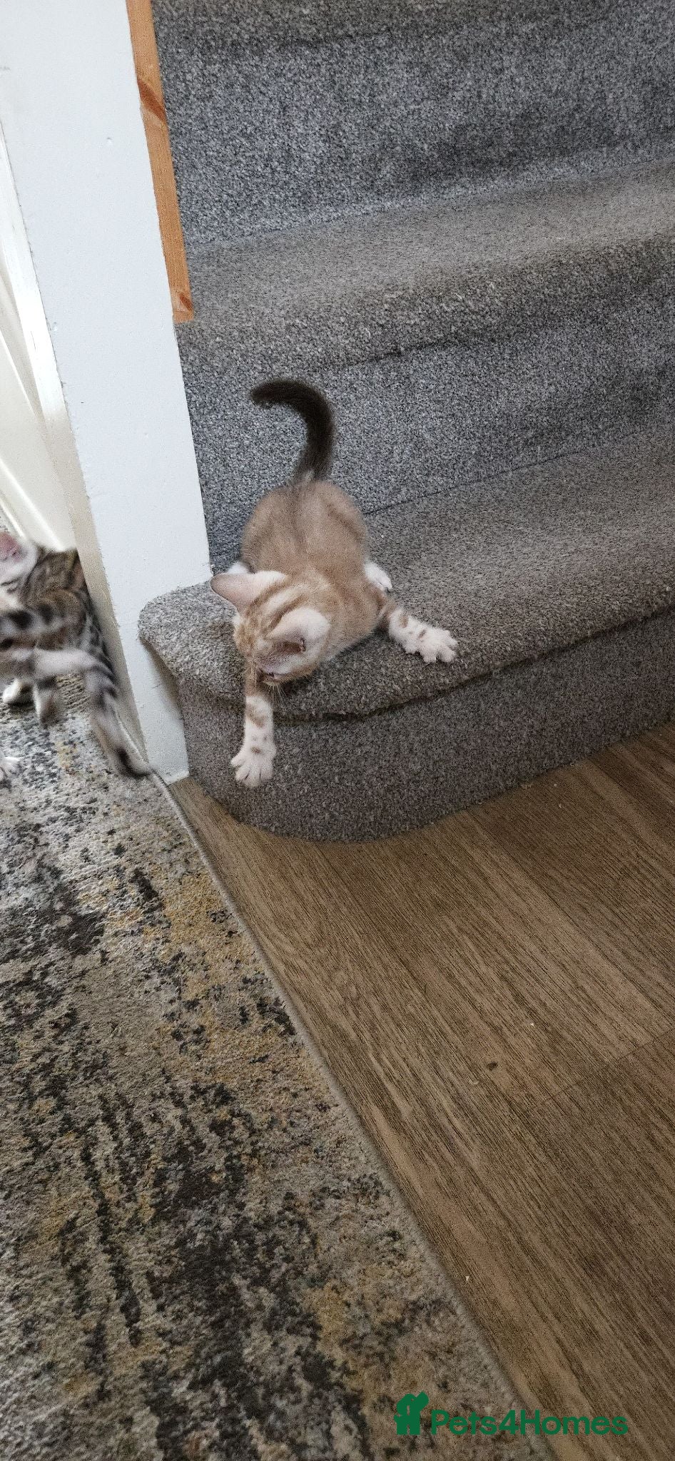 Bengal cats Pure Bengals Stunning Colour-(2 left) - Advert 2