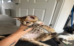 Savannah cats for sale: Beautiful full breed savanna - Image 5
