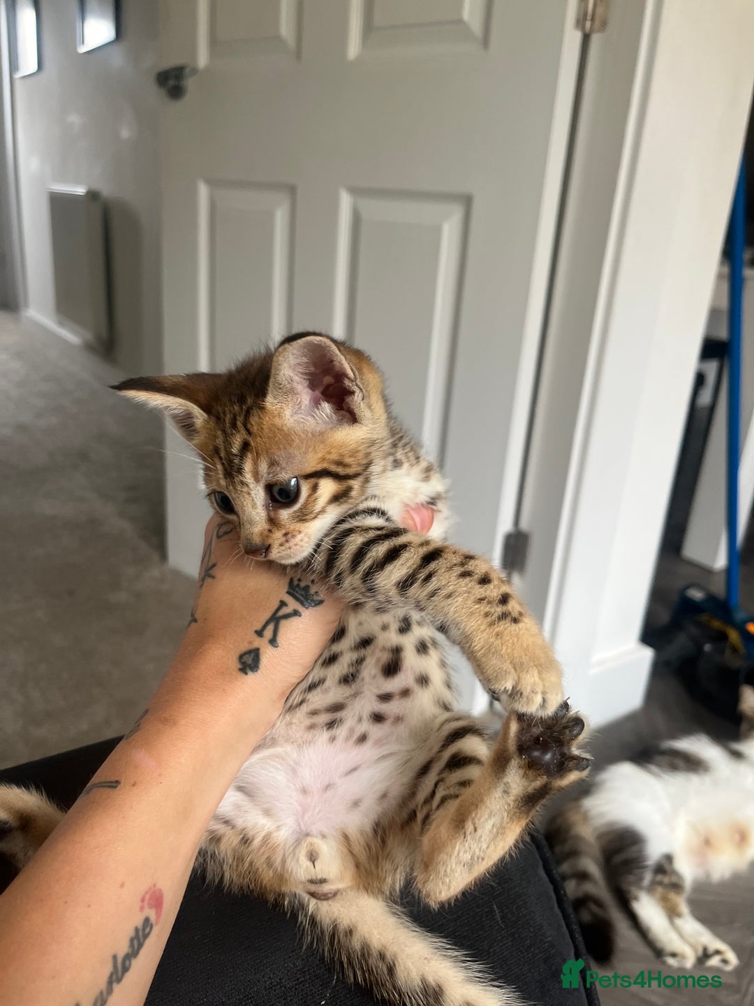 Savannah cats for sale: Beautiful full breed savanna - Image 5