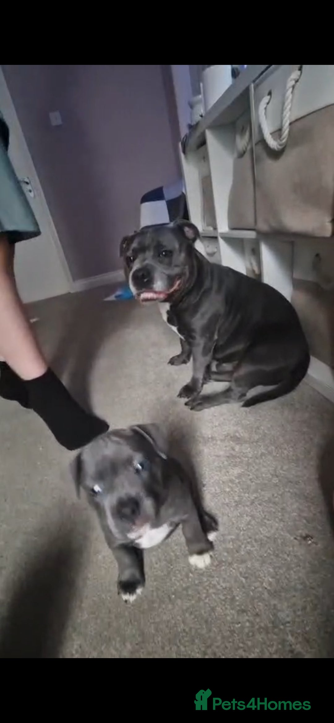 Mixed Breed dogs for sale:  Adorable staffie x frencie pups,Ready Oct31st  - Image 10