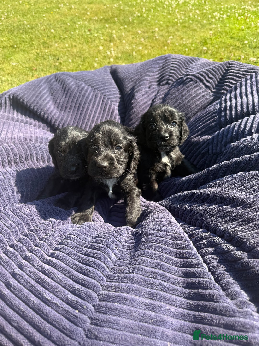 Cockapoo dogs for sale: Cockapoo puppies F1 READY TO LEAVE 🏡🥰 in Leicester - Image 14