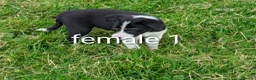 Border Collie dogs for sale: Isds border collie pups for sale in Keith - Advert 5