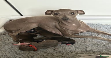 Italian Greyhound dogs - Advert 5