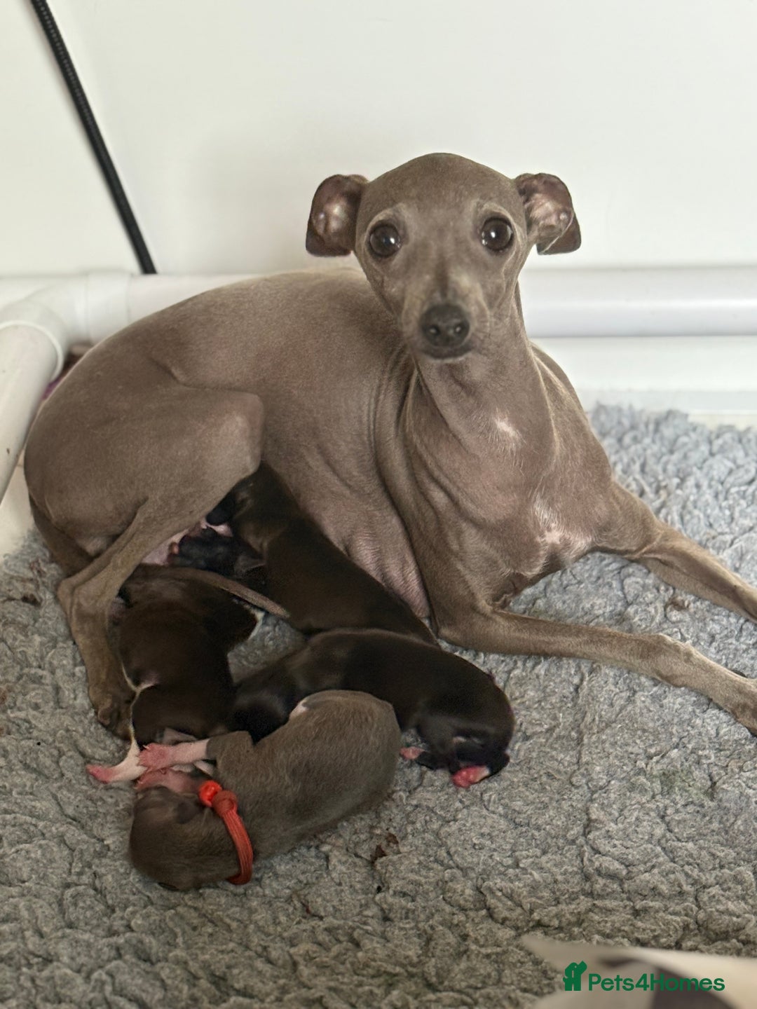 Italian Greyhound dogs for sale: Male Italian greyhound puppies  - Image 3