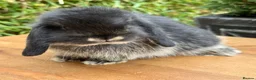 Mini Lop rabbits for sale: Beautiful Black Otter Mini Lop - Advert 4