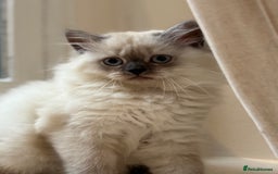 British Longhair cats for sale: British long hair female  - Image 6