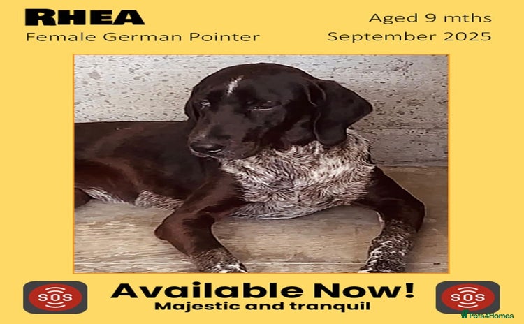 Pointer dogs - Advert 1