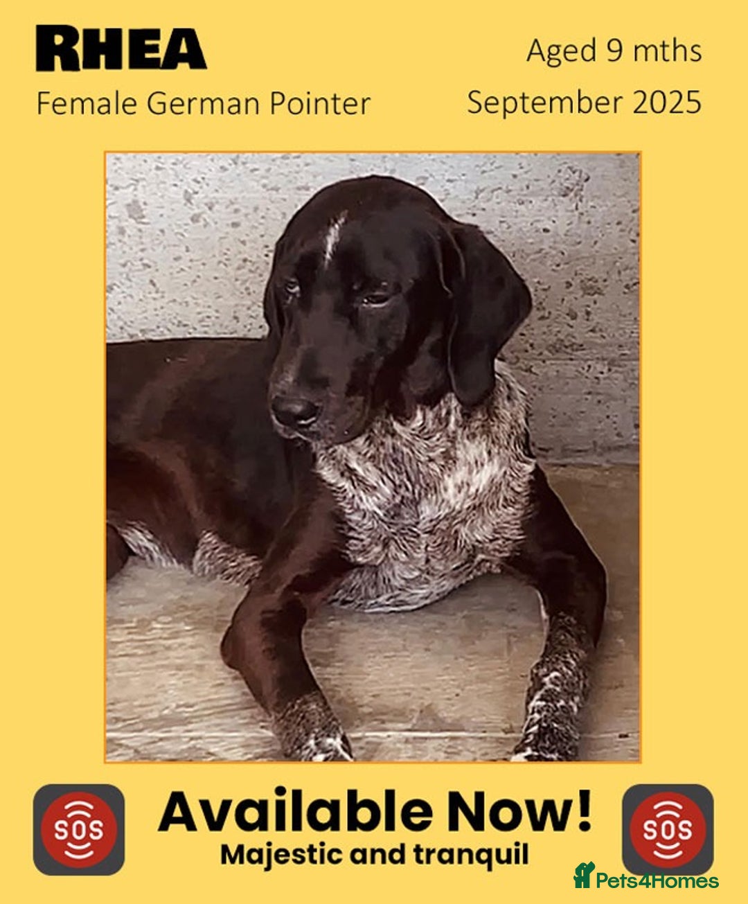 Pointer dogs for adoption: Rhea, 8 mnth approx. IS RESERVED 🎉🎉  - Advert 1