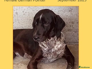 Pointer dogs - Advert 9