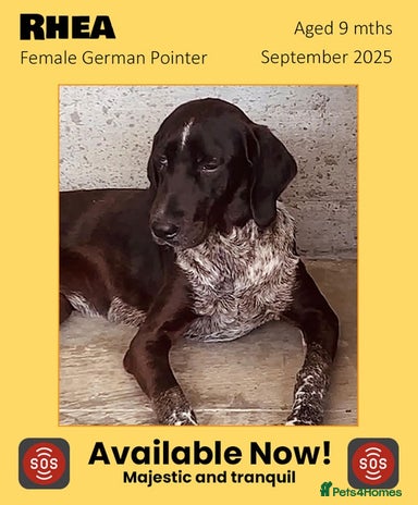 Pointer dogs Rhea, 8 mnth approx. IS RESERVED 🎉🎉 - Advert 2