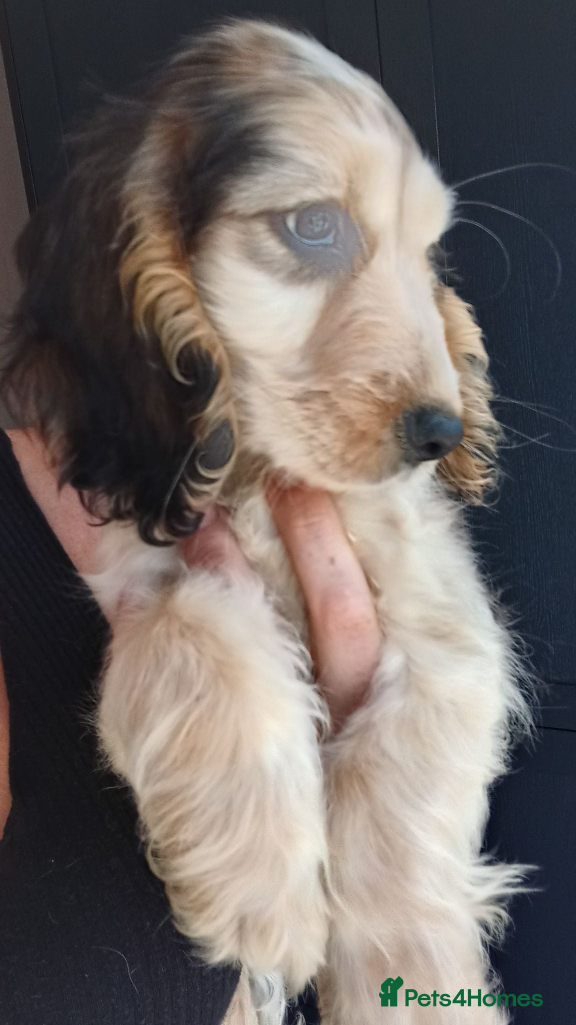 Cocker Spaniel dogs Beautiful boy all ready to find his forever home  - Advert 9
