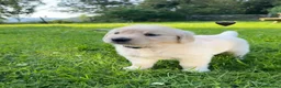 Golden Retriever dogs for sale: KC Registered Golden Retriever puppies in Pencader - Advert 18