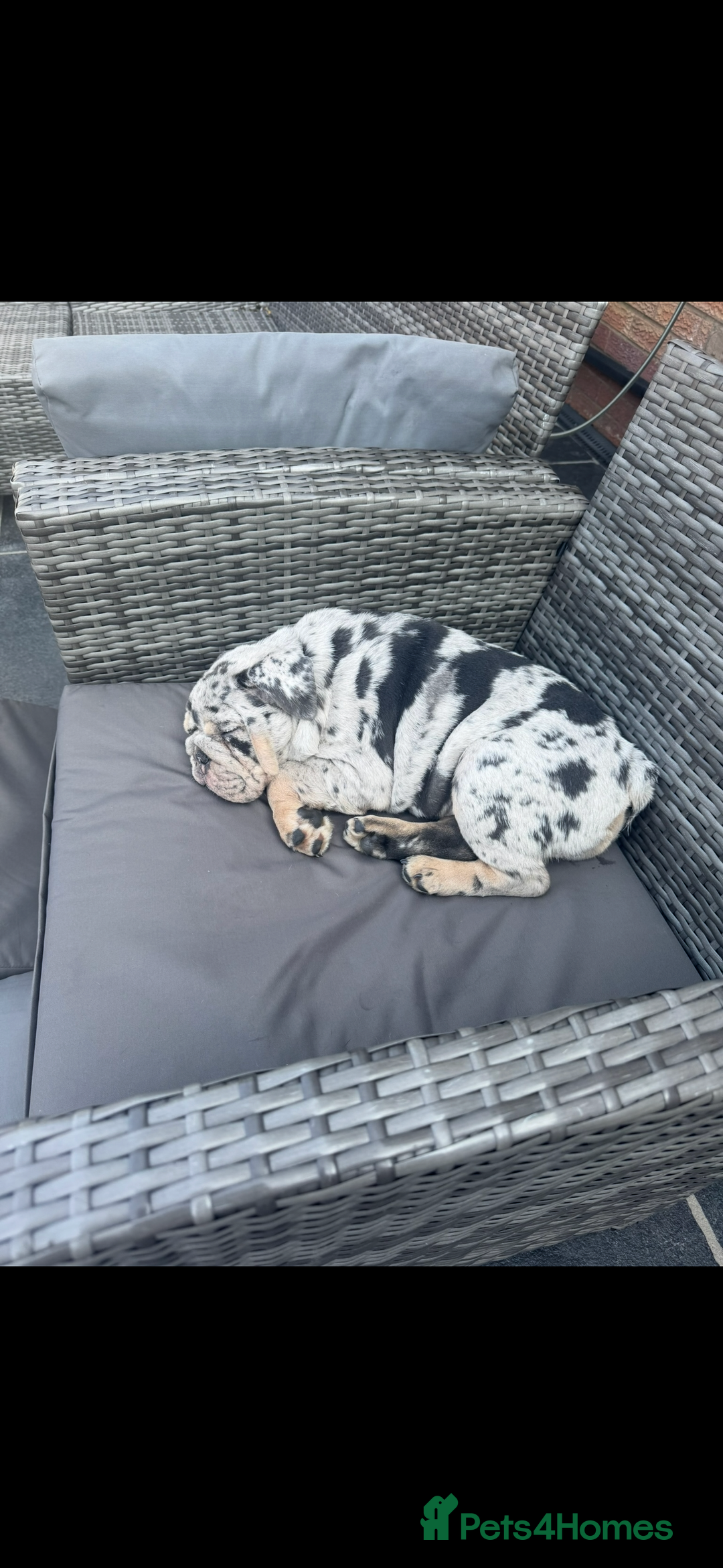 English Bulldog dogs for sale: Grey Merle male english bulldog puppy - Image 3