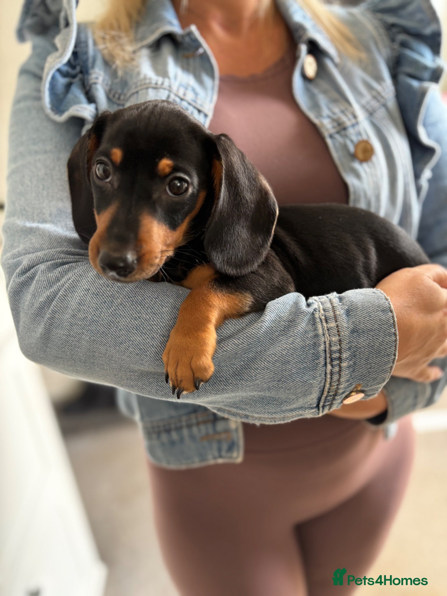 Miniature Dachshund dogs Miniature dachshunds  - Advert 6
