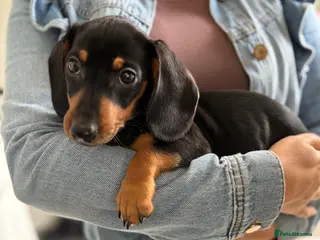 Miniature Dachshund dogs Miniature dachshunds - Advert 6