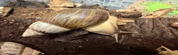 Snails invertebrates for sale: African Land Snails - Looking for a New Home  - Advert 5