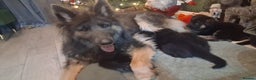 German Shepherd dogs for sale:   Last two KC Registered BeautifulGerman Shepherd  - Advert 9