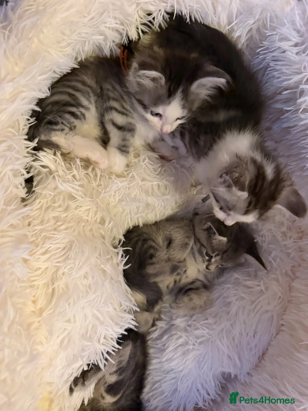 Maine Coon cats for sale: Maincoon Cross in Llanelli - Advert 9