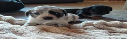 Chiweenie dogs for sale: Dachshund x Puppies  - Advert 10