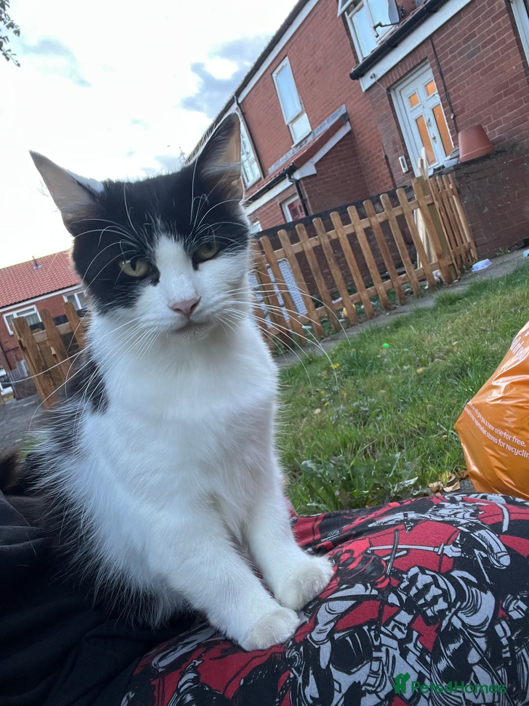 Domestic Shorthair cats for sale: Two kittens need to go together - Advert 3