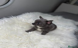 Chihuahua dogs for sale: Blue chihuahua puppy ready now - Image 4