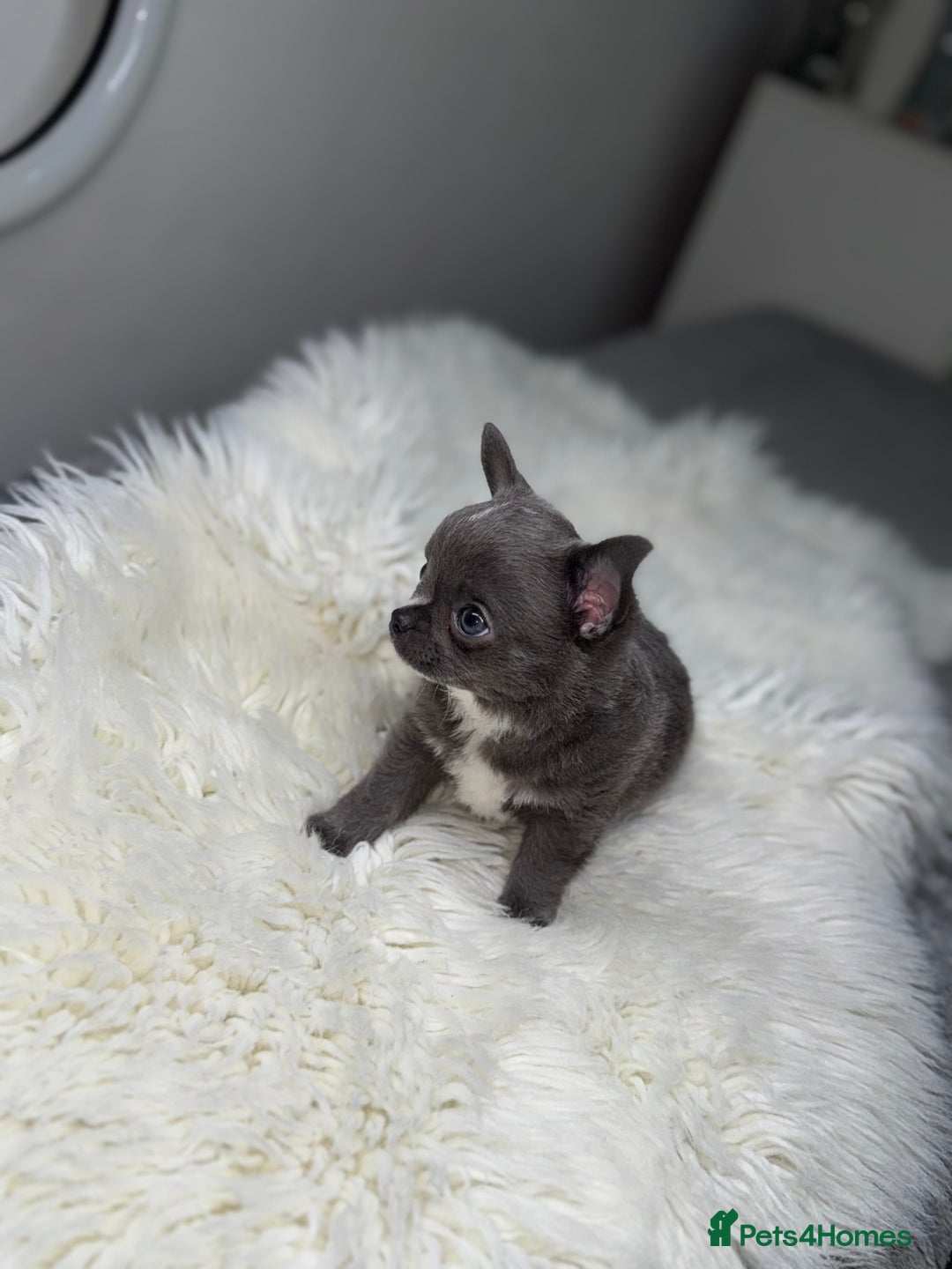 Chihuahua dogs for sale: Blue chihuahua puppy ready now - Image 4