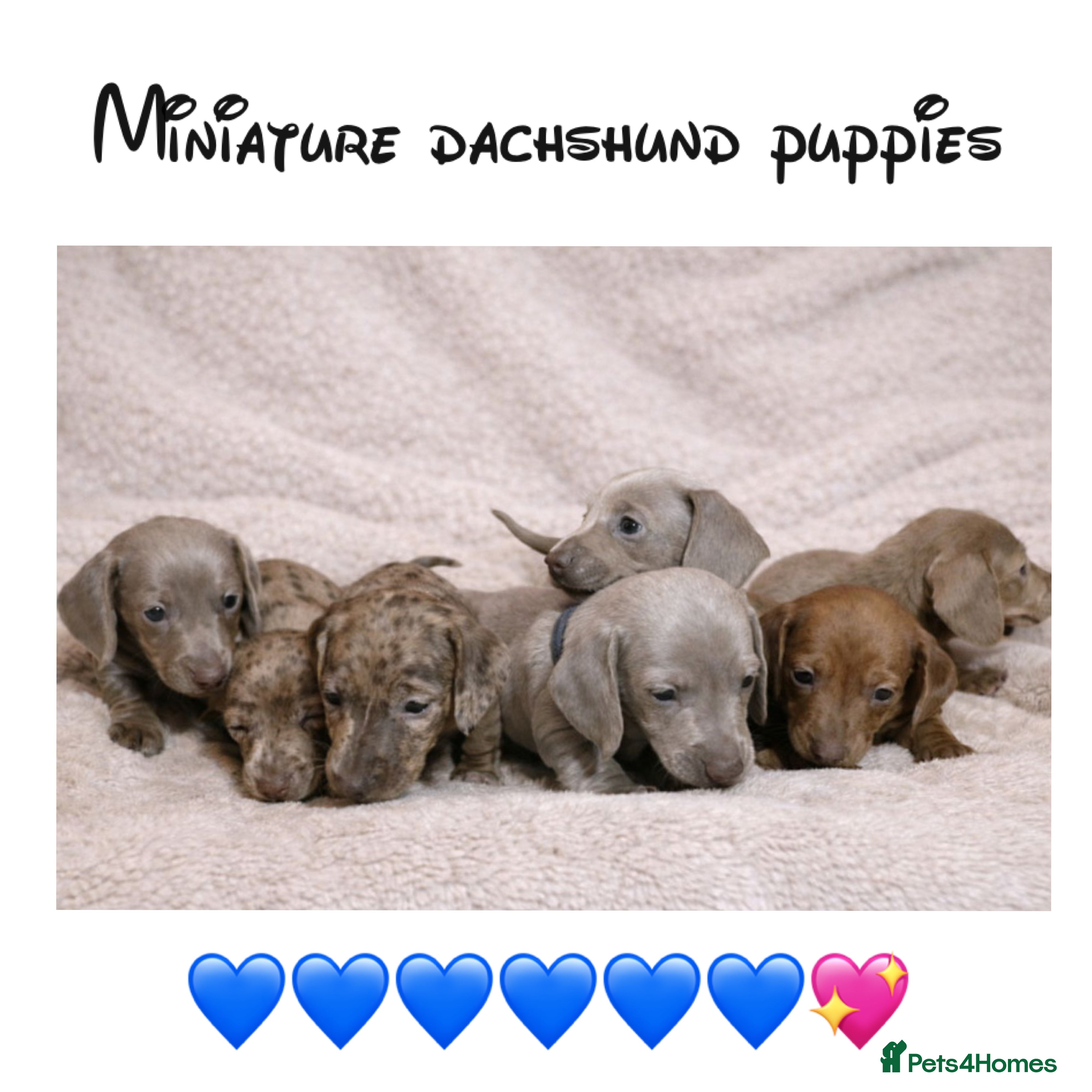Miniature Dachshund dogs Miniature dachshund puppies - Advert 1