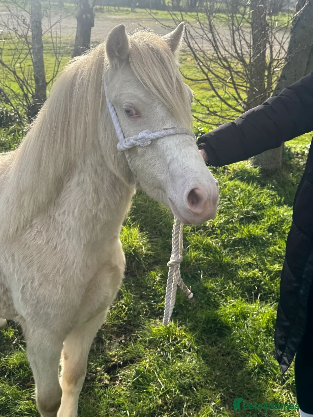 Welsh Section A horses for sale: Stunning cremello filly  - Advert 2