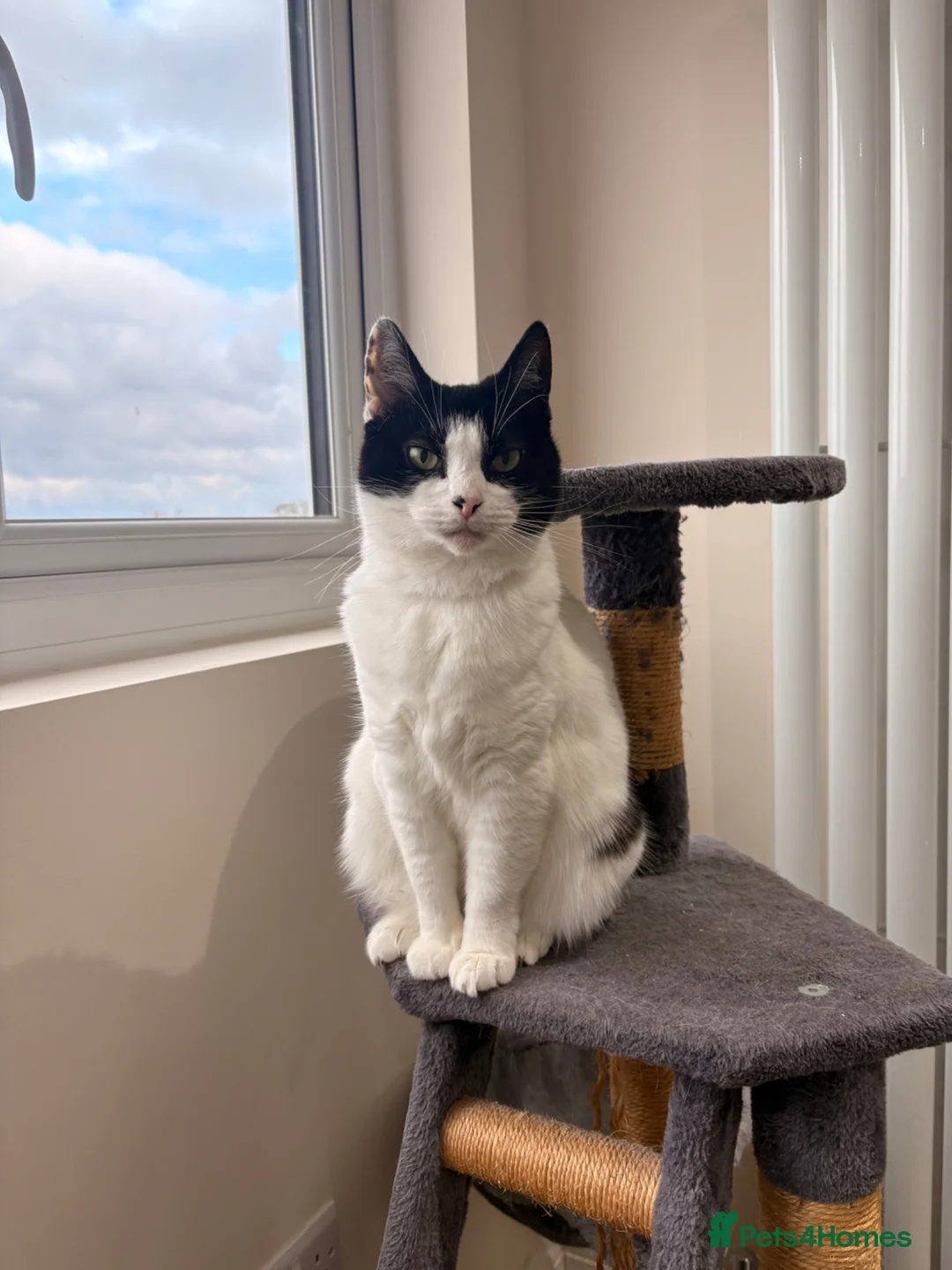 Domestic Shorthair cats for sale: Ellie - 9 years old. Looking to rehome - Advert 1