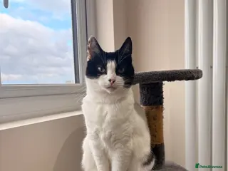 Domestic Shorthair cats Ellie - 9 years old. Looking to rehome - Advert 3