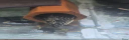 Plecos fish for sale: various freshwater fish  - Advert 3