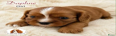 Cavalier King Charles Spaniel 6