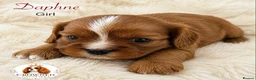 Cavalier King Charles Spaniel dogs for sale: Beautiful Cavalier King Charles Pups - Advert 6
