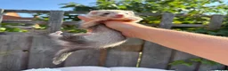 Ferret rodents for sale: Micro/whippet ferret kits  in Leicester - Advert 9