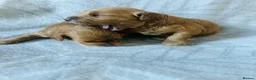 Cockapoo dogs for sale: Beautiful F1b puppies - Advert 5