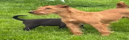 Mixed Breed dogs for sale: Irish Colliewobble puppies in Hexham - Advert 1