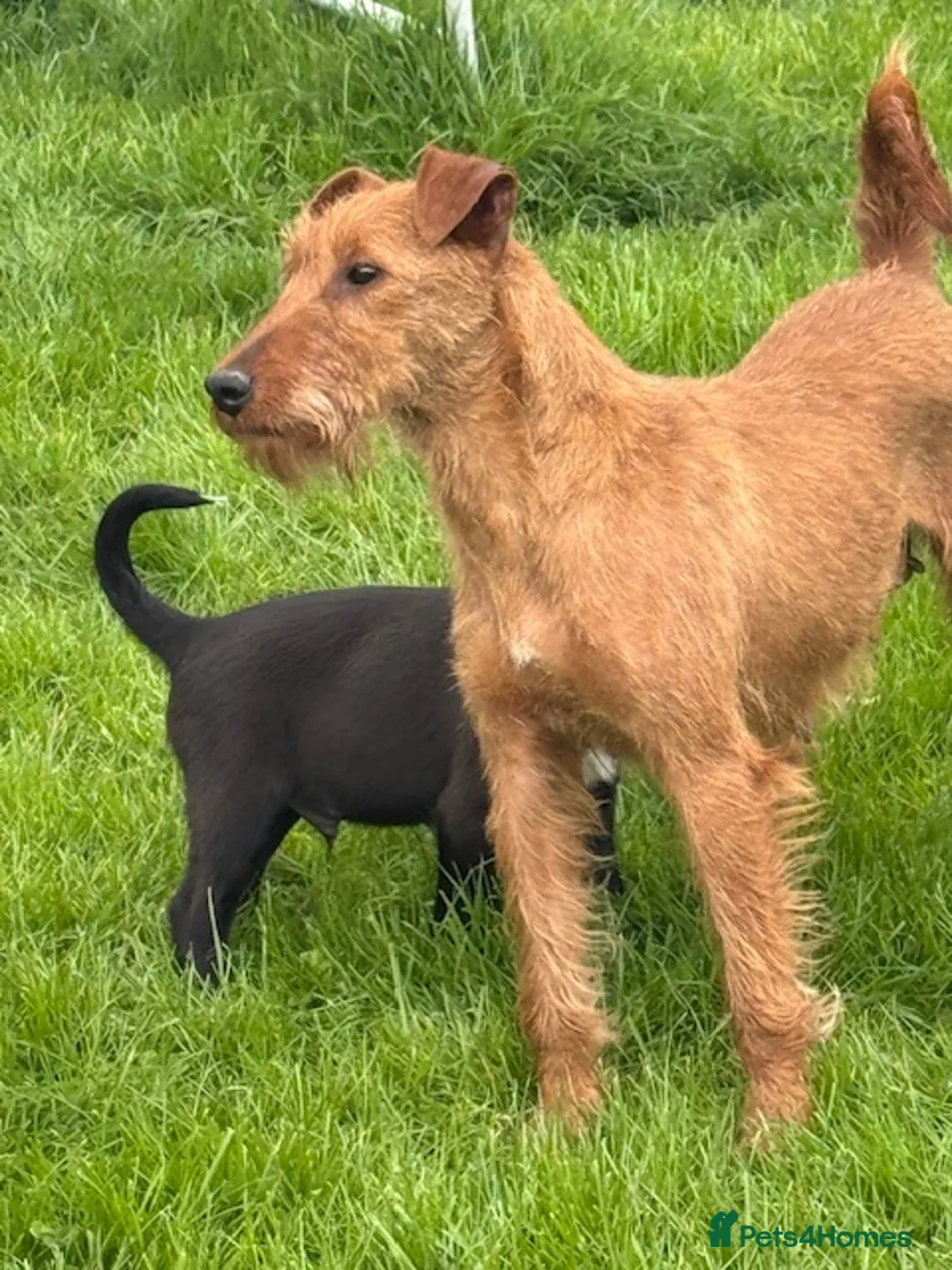 Mixed Breed dogs for sale: Irish Colliewobble puppies in Hexham - Advert 1