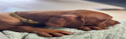 Hungarian Vizsla dogs for sale: Gorgeous Hungarian Vizsla puppies  - Advert 9