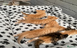 Mixed Breed cats for sale: Kittens from sale  - Image 2
