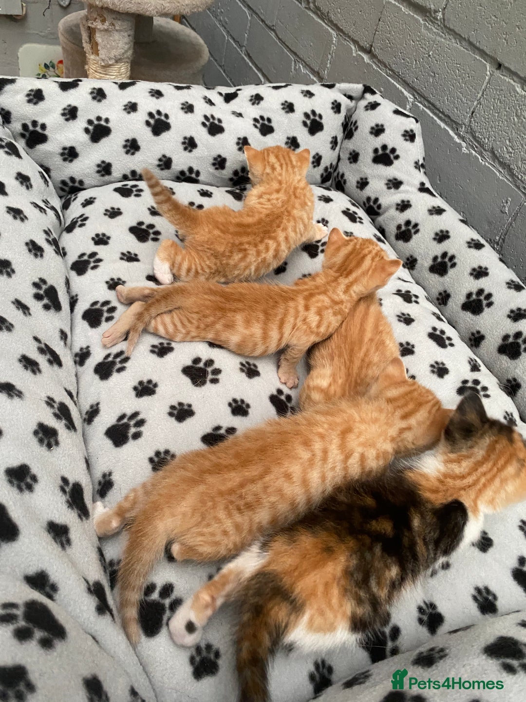 Mixed Breed cats for sale: Kittens from sale  - Image 2