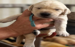 Labrador Retriever dogs for sale: Stunning, White/Yellow KC Registered Labrador Pups - Image 40
