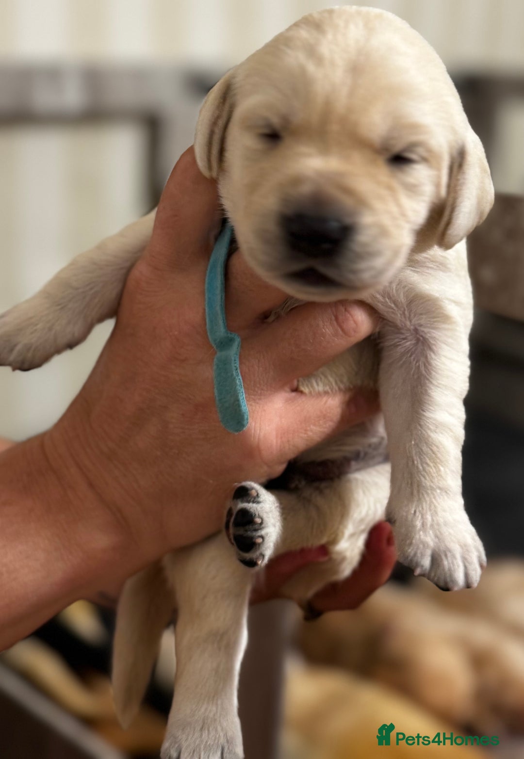 Labrador Retriever dogs for sale: Stunning, White/Yellow KC Registered Labrador Pups - Image 40