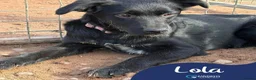 Mixed Breed dogs for adoption: Meet Lola, currently residing in Cheshire  in Nantwich - Advert 1