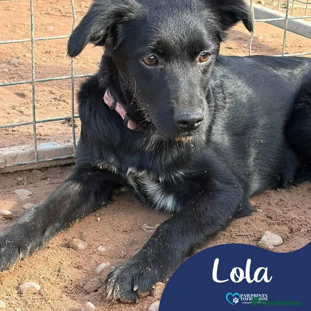 Mixed Breed dogs for adoption: Meet Lola, currently residing in Cheshire  in Nantwich - Advert 1