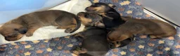 Miniature Dachshund dogs for sale: Smooth mini dachshunds  - Advert 4